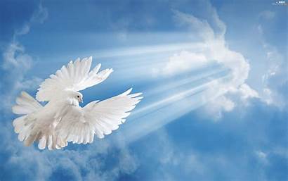 Dove Holy Spirit Sky Desktop Rays Birds