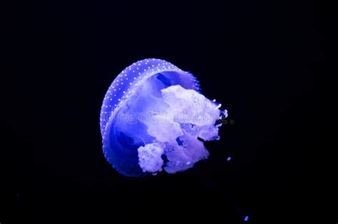 Lisbon Oceanarium White Spotted Jellyfish 1 Stock Photo Image Of