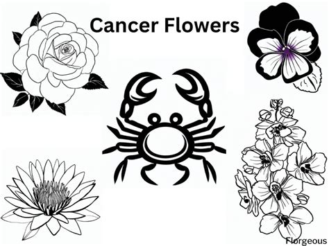 Cancer Birth Flower Nurturing Beauty And Emotional Significance