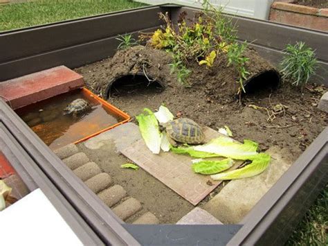 Top Diy Box Turtle Habitat Home Family Style And Art Ideas
