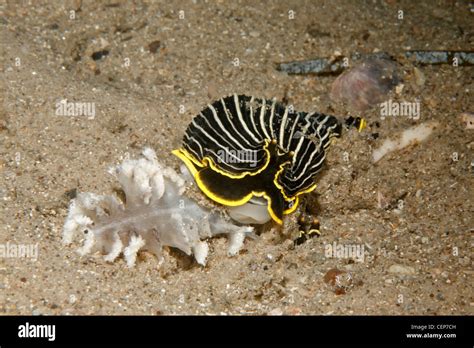 Armina Nudibranch Eating Sea Pen Hi Res Stock Photography And Images