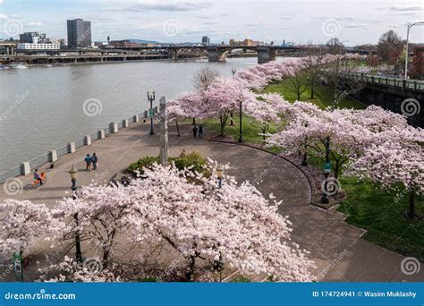 Cherry Blossoms In Portland Oregon Waterfront Park Stock Image Image Of Portland Downtown