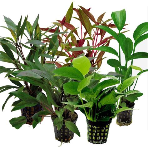 Maybe you would like to learn more about one of these? Tropical Aquarium Plant Pack Special