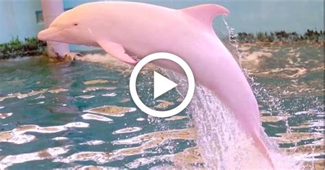 Boaters In Louisiana Spot A Very Rare Sight Capture A Pink Dolphin