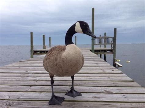 Read on to know how to keep geese away. How To Keep Geese Away From Dock