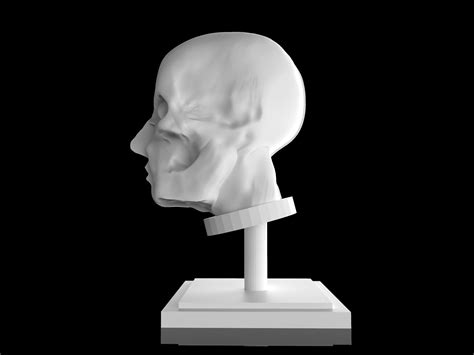 Man Head Anatomy 3d Print Model 3d Model 3d Printable Cgtrader