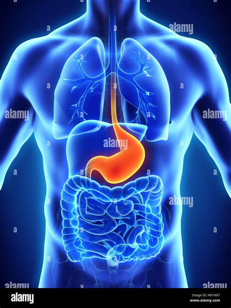 Human Stomach Hi Res Stock Photography And Images Alamy