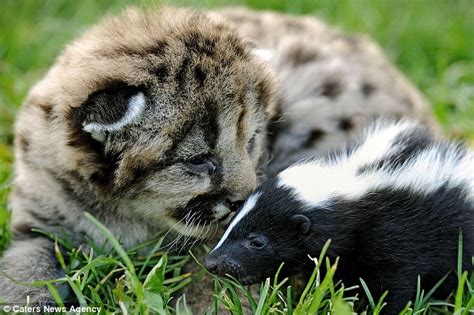 Odor Able The Unlikely Friendship Between A Lion Cub And A Skunk