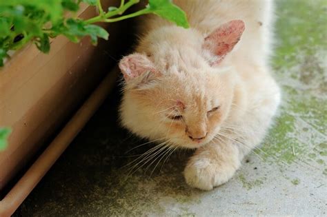 Fungal Infections In Cats Causes Symptoms And Treatment