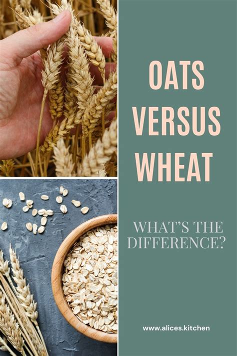 Oats Versus Wheat Whats The Difference