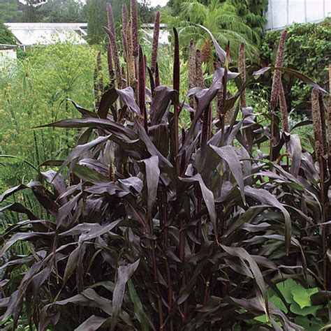 More images for purple baron ornamental millet plant » Pearl millet - FineGardening