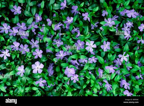 Purple Vinca Minor Or Periwinkle Blooms Making A Green Flowered Stock