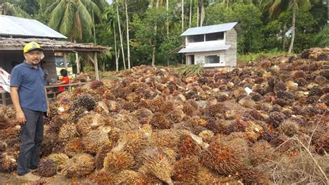 Dari segi harga, kelapa wulung biasanya berharga 2x lipat dari harga kelapa hijau biasa. Harga TBS Kelapa Sawit Terpuruk - Serambi Indonesia