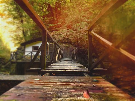 Brown Wooden Bridge Nature Forest Landscape Bridge Hd Wallpaper