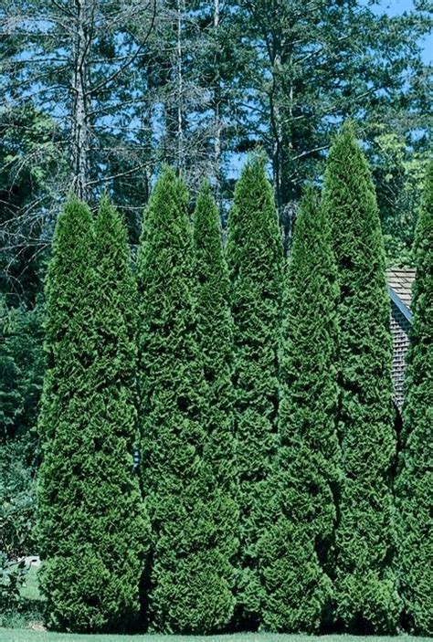 16 Best Tall Narrow Evergreens Images On Pinterest Backyard Ideas