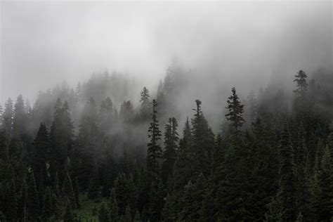 Free Images Tree Nature Wilderness Snow Cloud Fog Mist Morning