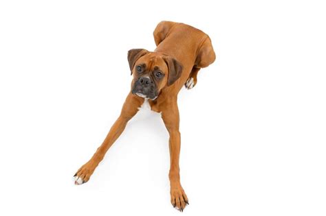 How To Train A Boxer To Lay Down Boxer Dog Diaries