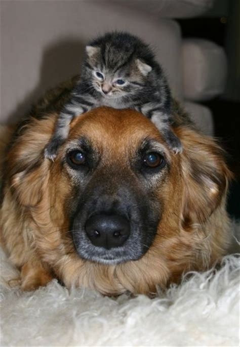 Dogs And Cats Living Together Can Dogs And Cats Living Together