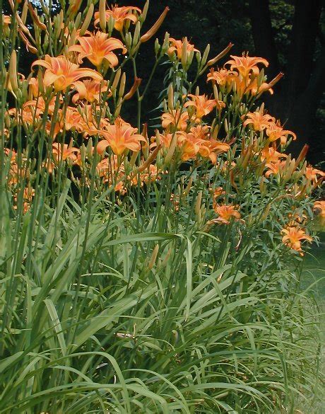 Orange Lily Plants