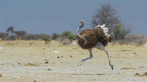 Ostrich In Flight Natureismetal