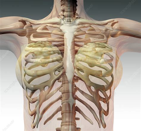 Anatomy Rib Cage Skeleton Female Ribcage Computer Artwork Skeleton My