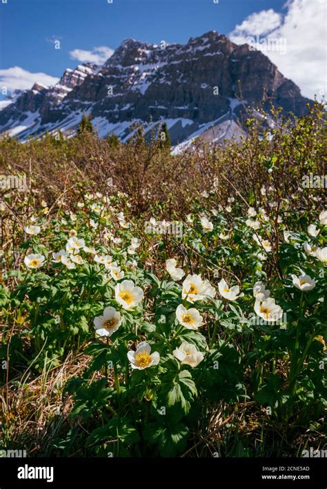 White Globe Flowers And Crowfoot Mountain Banff National Park Unesco