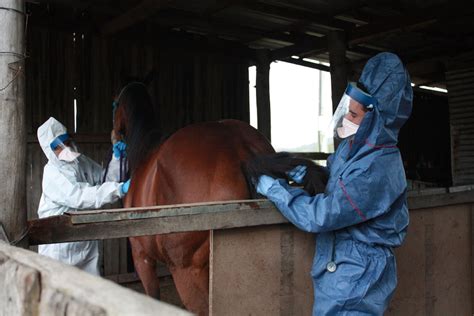Second Death From New Hendra Virus Strain Confirmed In Horse Near