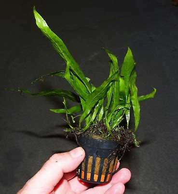 Java fern is classified as a mid or background plant and is your normal green aquarium plant. Java Fern Microsorum Pteropus Pot Freshwater Live Aquarium ...