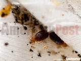 Bed Bugs Vs Termites Pictures