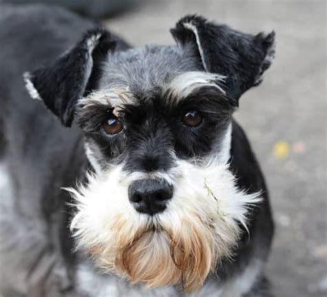 The Three Varieties Of Schnauzers And More About This Dog Breed
