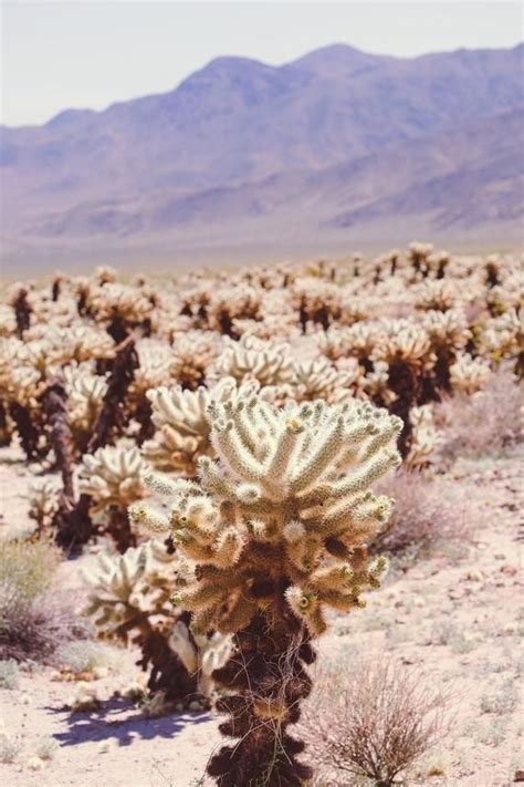 So cactus adaptations to collect water quickly most desert cacti have an extensive system of shallow roots that spread out widely near the surface of the soil, with some larger cacti such as the. Joshua tree photography, california desert photography ...