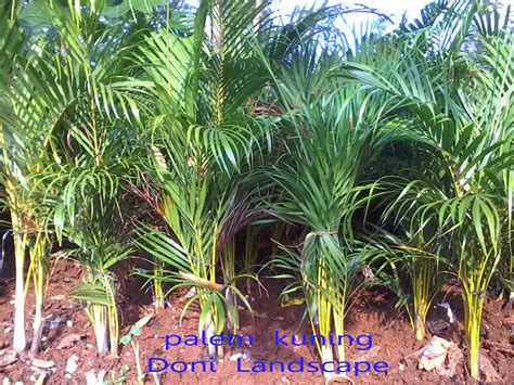Daunnya yang tebal dapat menahan air dan memungkinkan tanaman ini bertahan dalam periode tidak terhidrasi. Jual Palem Kuning | Tanaman Indoor dalam ruangan ~ JUAL ...
