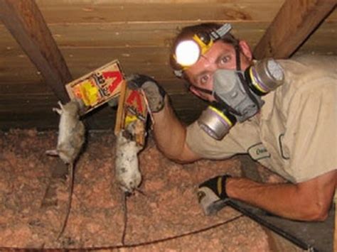 An alternative to dispatch rats without poison is an electronic rat trap. how to get rid of rats - how to kill rats | how to catch a ...
