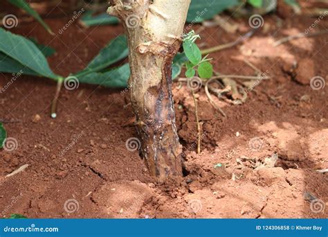 Diseases Of Cassava Plant And Root Stock Photo Image Of Root Insect