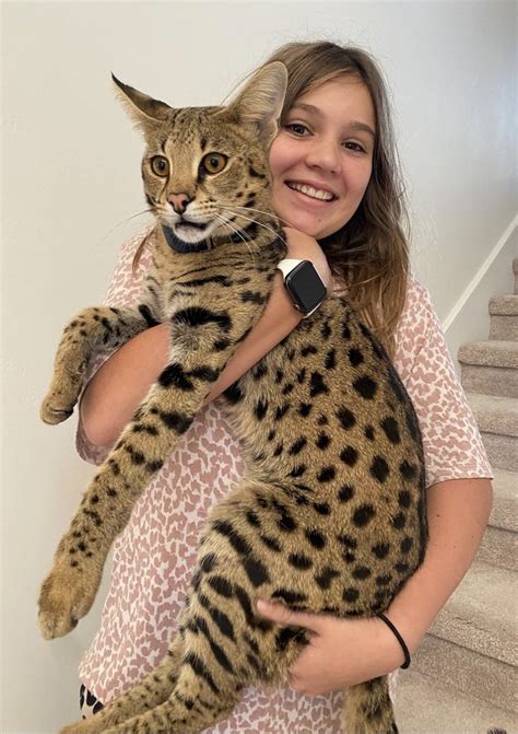 How Big Do Savannah F1 Cats Get — F1 Savannah Cat Breeder