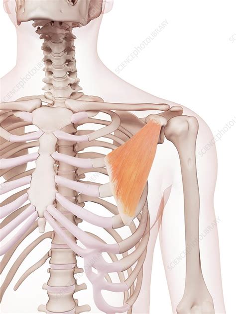 Human Chest Muscles Stock Image F0158506 Science Photo Library