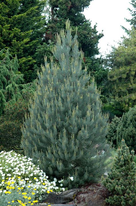 Singleleaf Pinyon Pine Pinus Monophylla In Salt Lake City Utah Ut