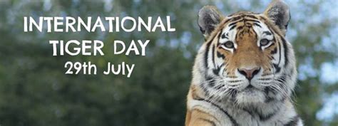 At the turn of the 20th century, one estimate of the tiger population in india placed the figure at 40,000, yet an indian tiger census conducted in 1972 revealed the existence of only 1827 tigers. Insights Daily Current Affairs, 31 July 2018 - INSIGHTSIAS