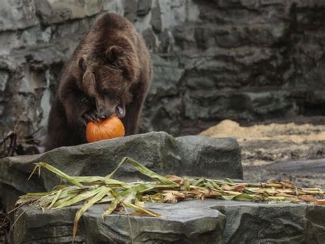 Detroit Zoo Animals Get Fall Treats During Smashing Pumpkins Event