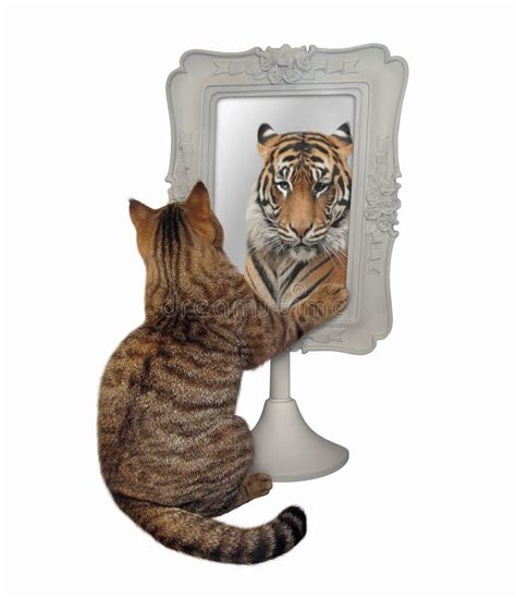 Cat Lion Reflection Mirror Stock Photos Free Royalty Free Stock Photos From Dreamstime