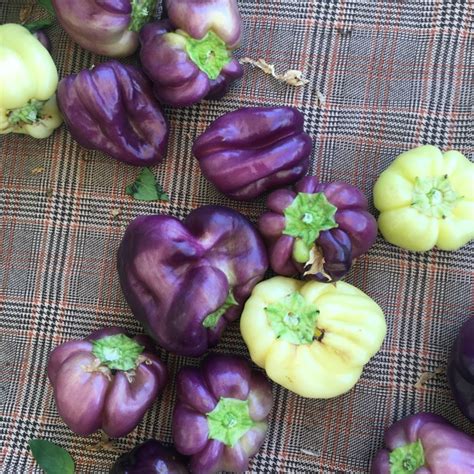 Purple Holland Bell Peppers Information Recipes And Facts