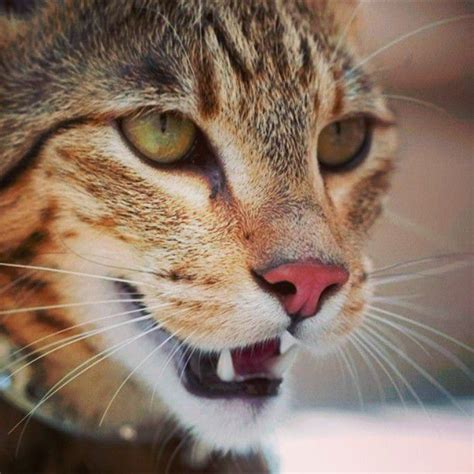 The ashera is a cat that descends from the asian leopard, the african serval and the common cat that was developed at the beginning of this century by the lifestyle pets laboratory. Ashera Cat & Kitten. Breeds Personality. Health Care ...