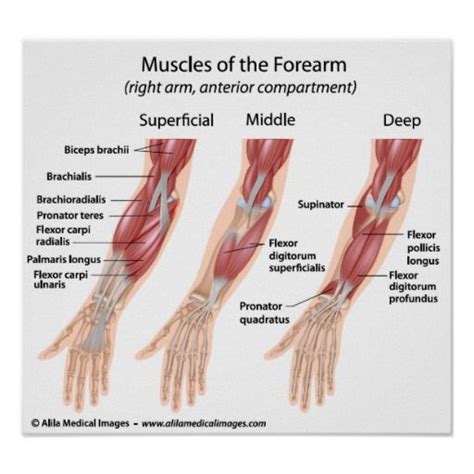 There are several different sets of arm muscles in the human body: Forearm flexor muscles, labeled drawing. | Forearm muscles ...
