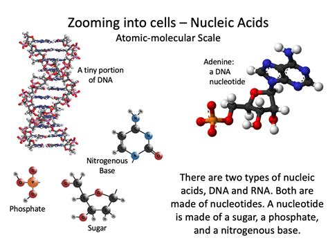 Che Cosa Sono Le Biomolecole - Biomolecules - WELCOME