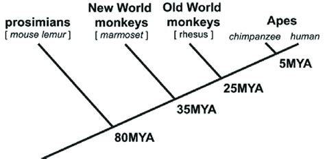 Phylogenetic Tree Of Primates Cladogram Showing The Evolutionary