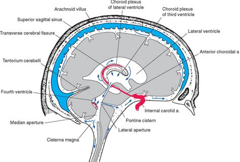 Ventricles And Cerebrospinal Fluid Neupsy Key
