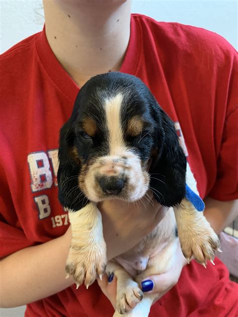 Why buy an ibizan hound puppy for sale if you can adopt and save a life? Basset Hound Puppies For Sale | Lynnwood, WA #303064