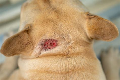 How Do You Stop A Bleeding Mole On A Dog