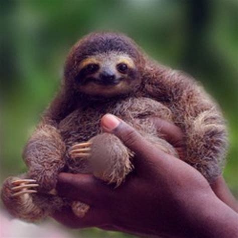 1000 Images About Sloths On Pinterest