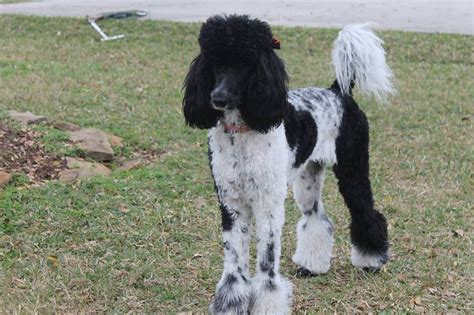 East texas poodles welcome to east texas poodles. McEnery Standard Poodles | Poodle Breeder | Houston, Texas